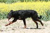 BEAUCERON 937